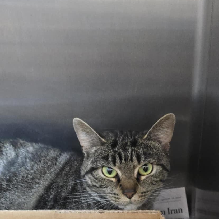 Marla, an adopted Domestic Short Hair in Orange, VA image 1/2