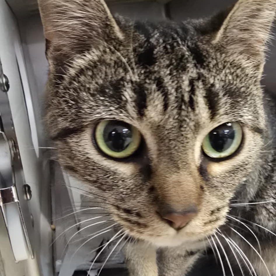 Marla, an adopted Domestic Short Hair in Orange, VA image 2/2