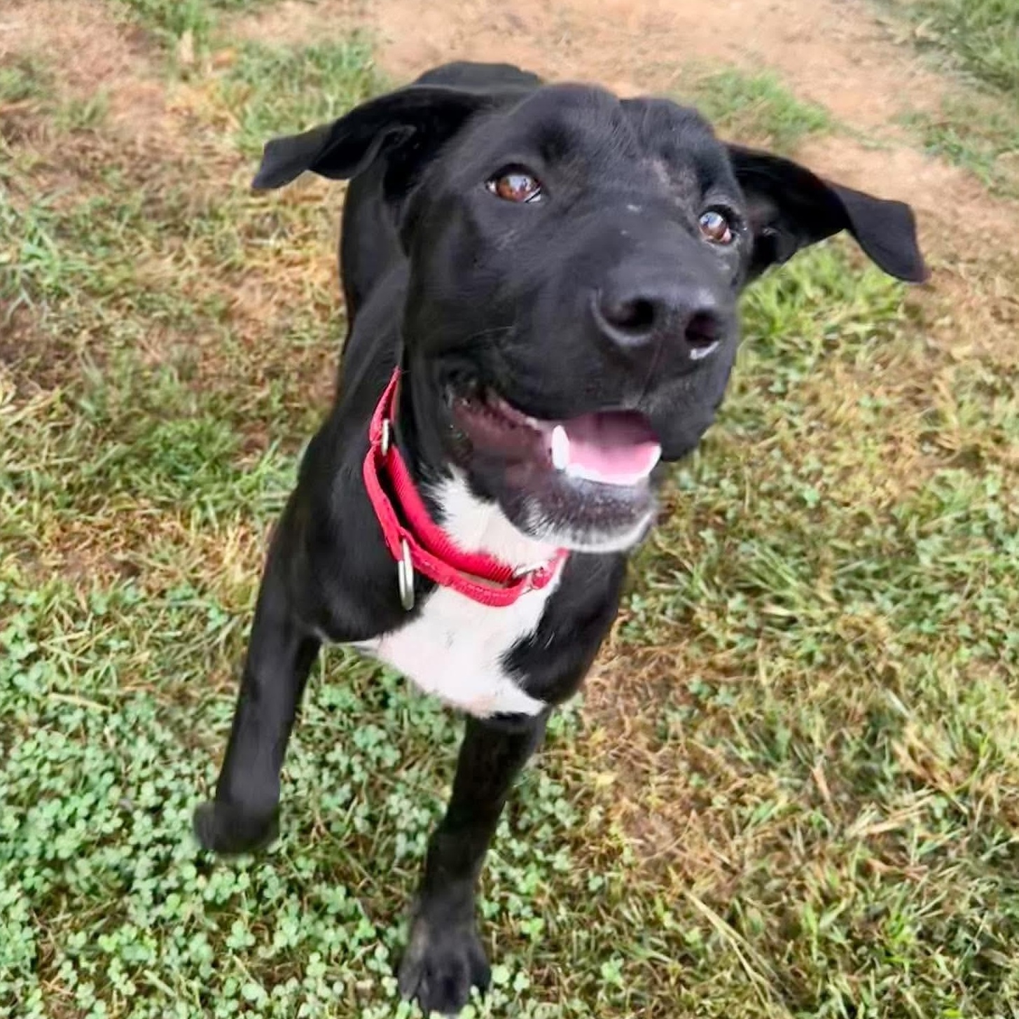 Enlarge Lucy, a Adoptable mixed breed in Avon, CT image 2/6