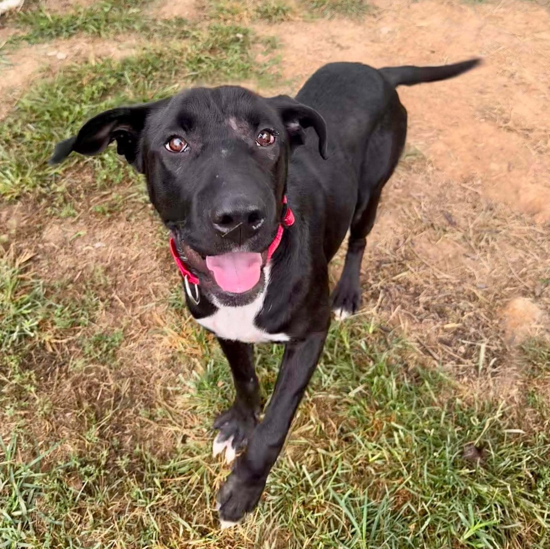 Enlarge Lucy, a Adoptable mixed breed in Avon, CT image 3/6