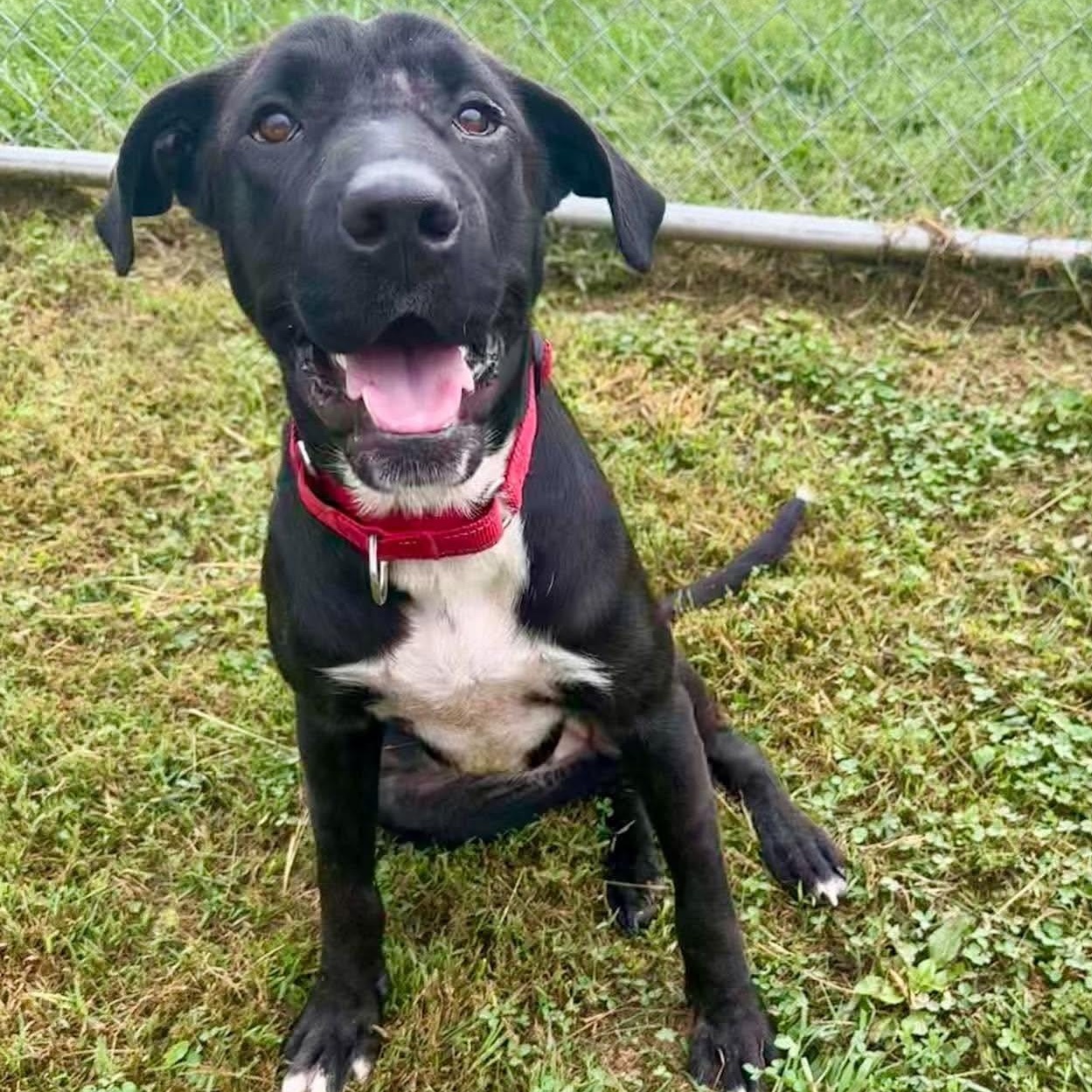 Enlarge Lucy, a Adoptable mixed breed in Avon, CT image 4/6