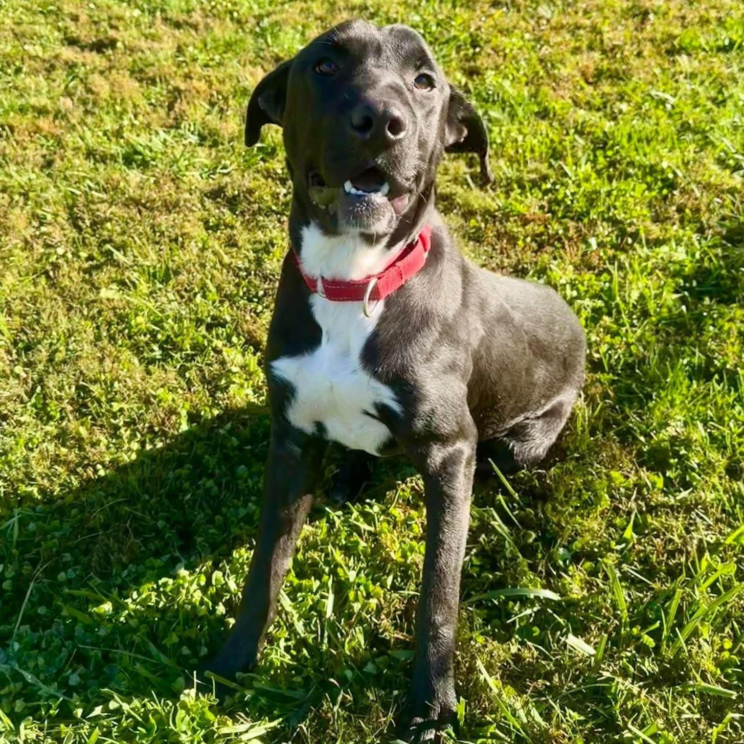 Enlarge Lucy, a Adoptable mixed breed in Avon, CT image 5/6