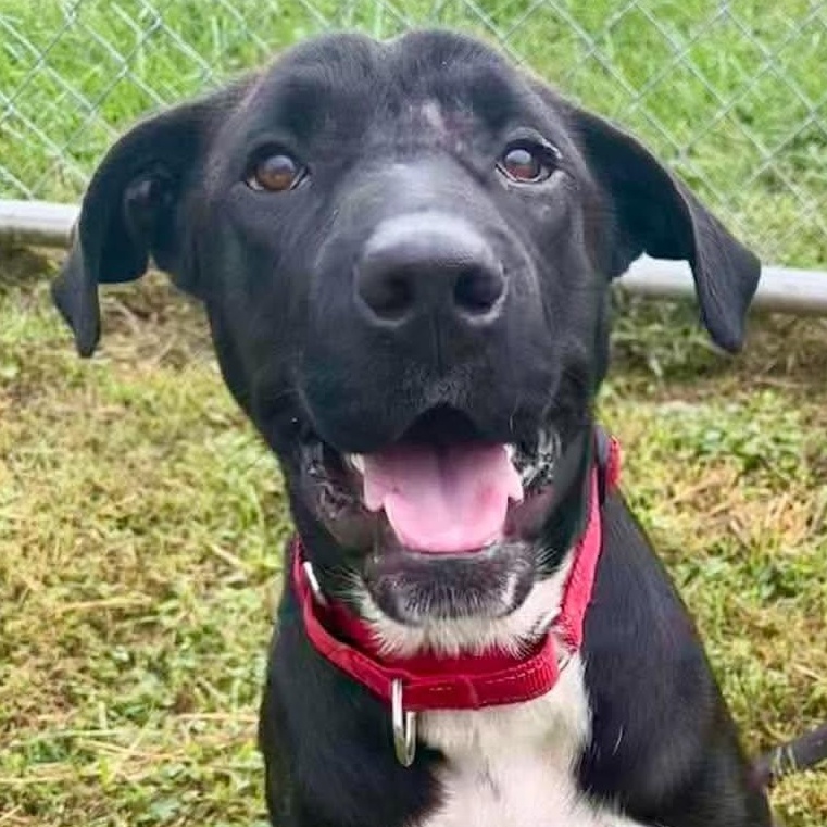 Enlarge Lucy, a Adoptable mixed breed in Avon, CT image 1/6