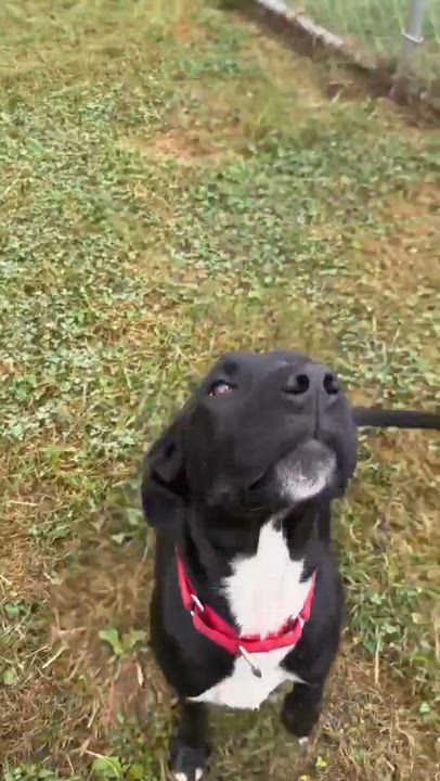 Enlarge Lucy, a Adoptable mixed breed in Avon, CT video 6/6