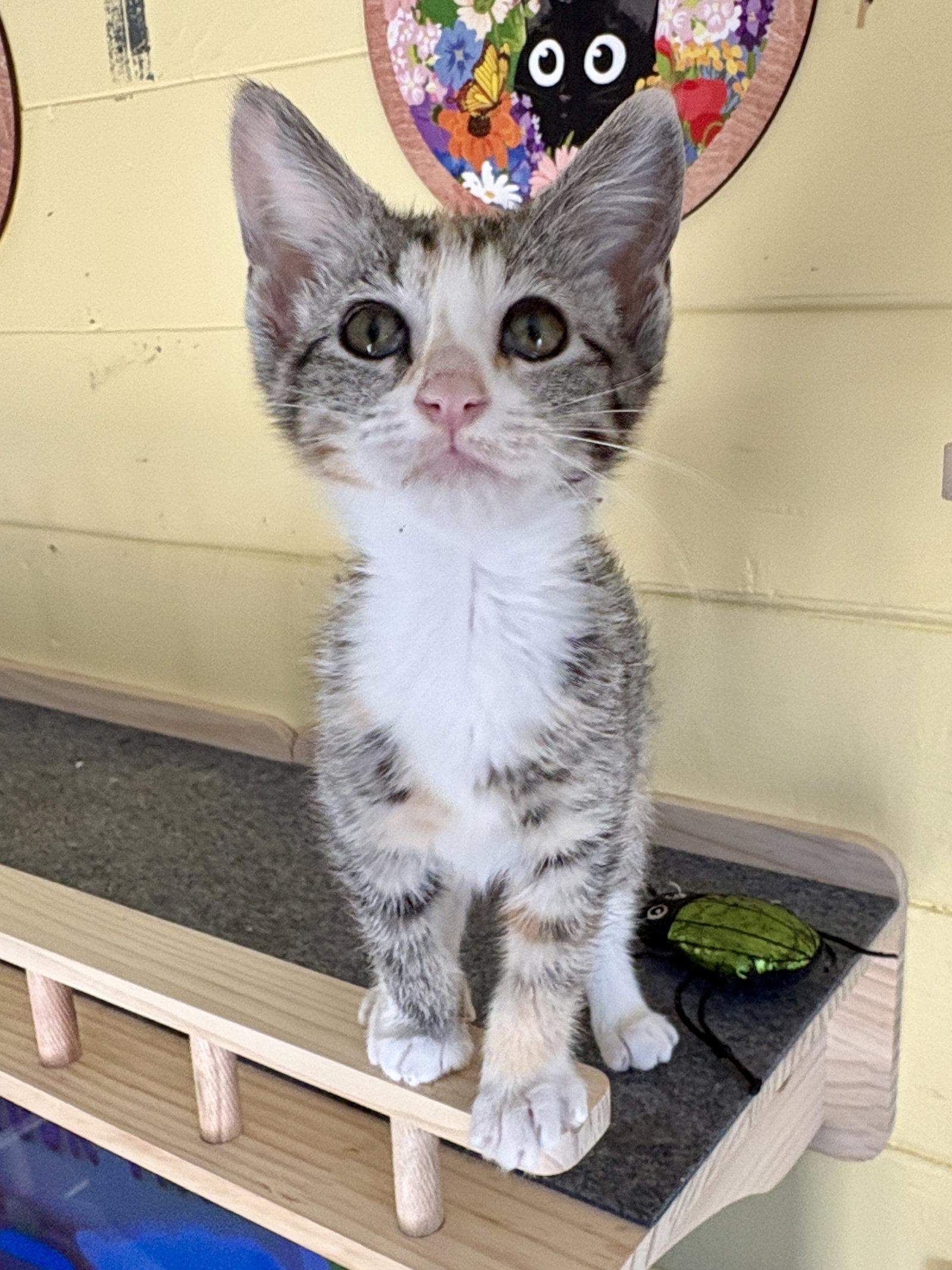 Enlarge Sarabi, a Adopted mixed breed in Phoenix, AZ image 1/3