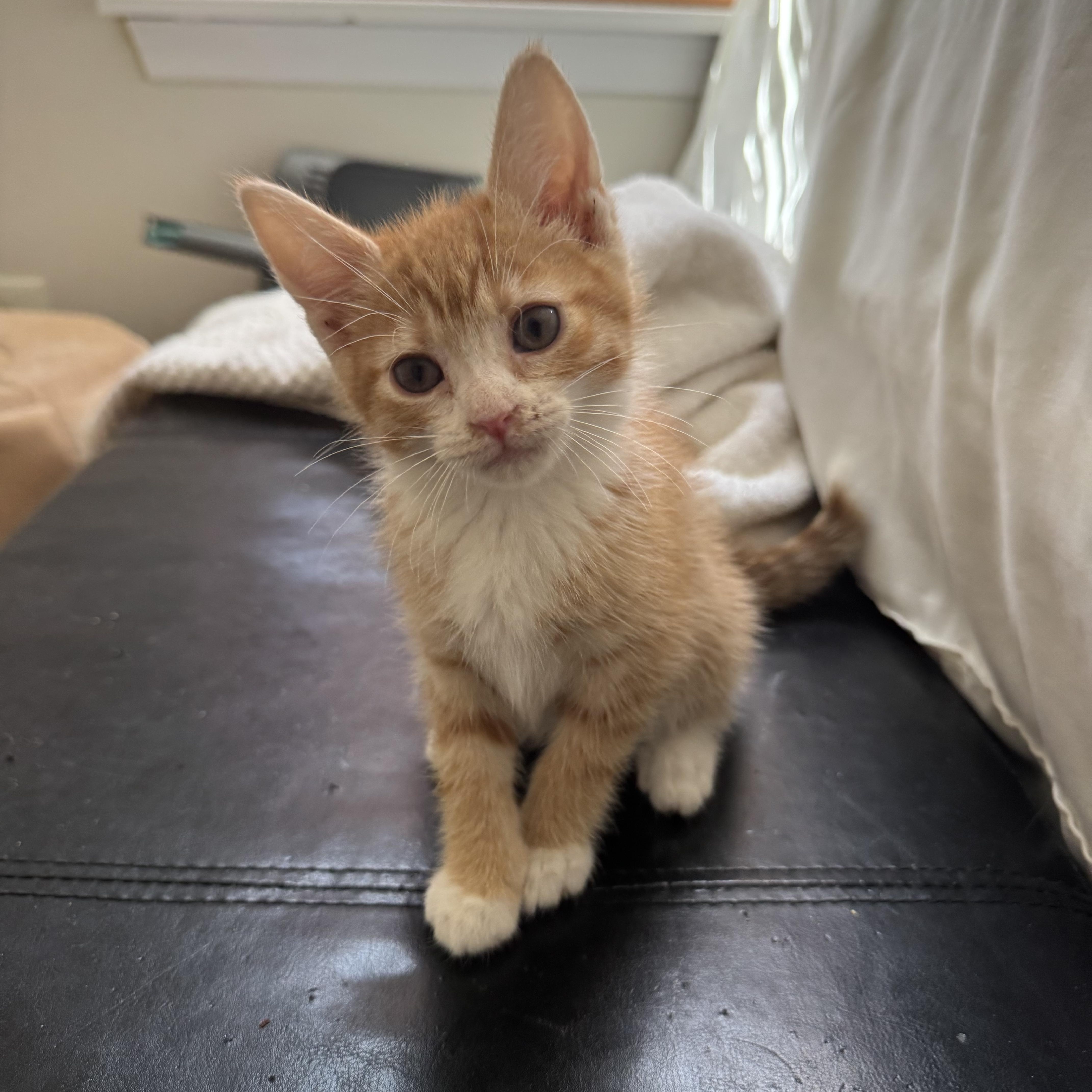 Chili, adopted, Young Female Domestic Short Hair.