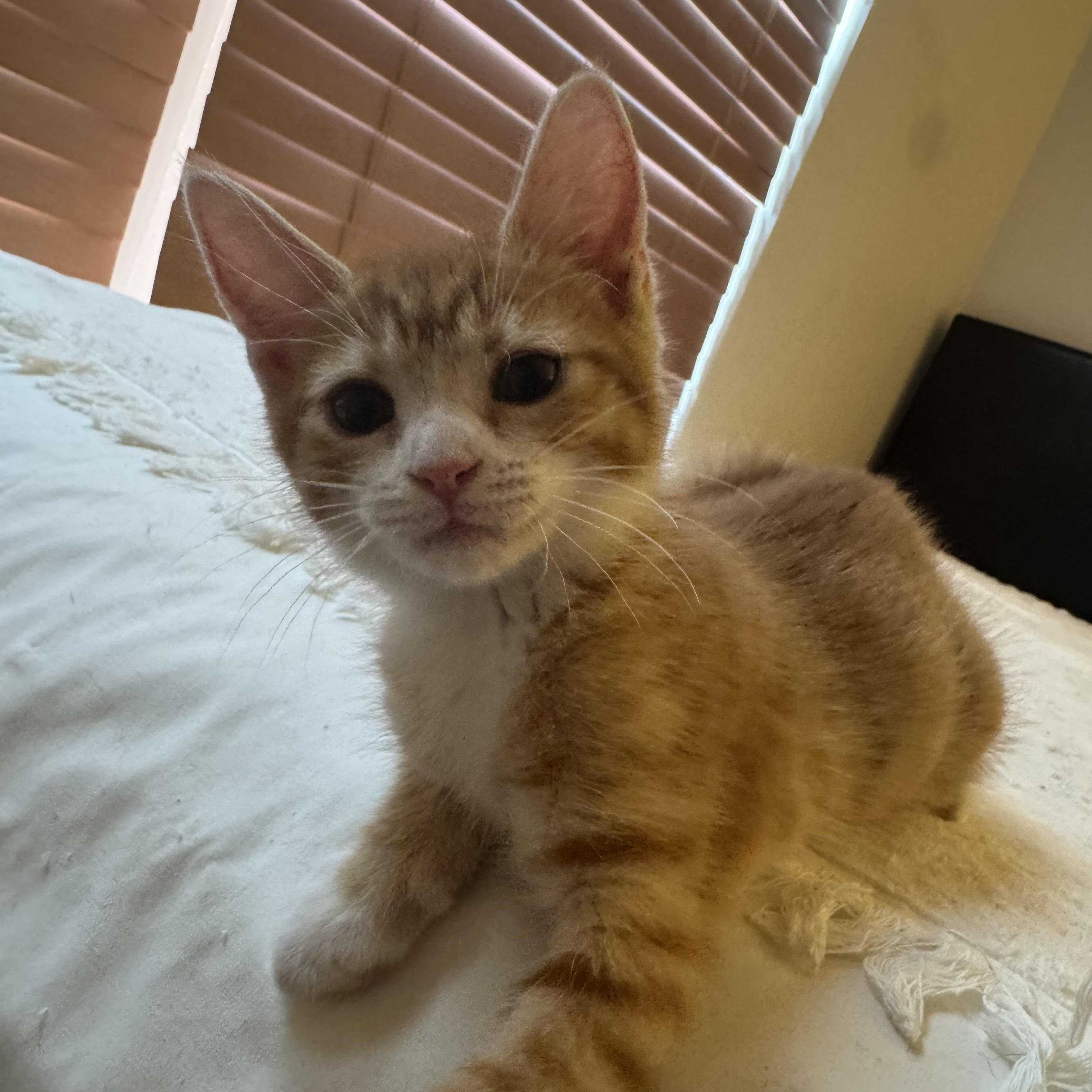 Chili, an adopted Domestic Short Hair in Lemont, IL image 2/2