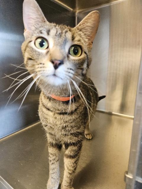 Enlarge Daisy, a Adoptable Calico in Barron, WI image 1/4