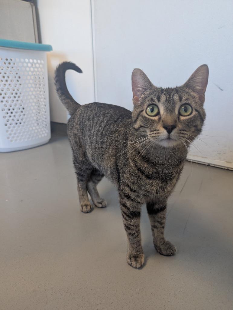Enlarge Daisy, a Adoptable Calico in Barron, WI image 2/4
