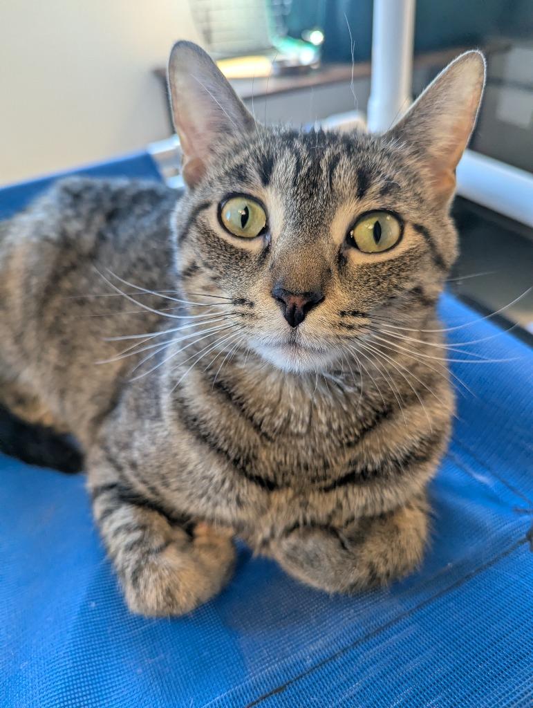 Enlarge Daisy, a Adoptable Calico in Barron, WI image 3/4