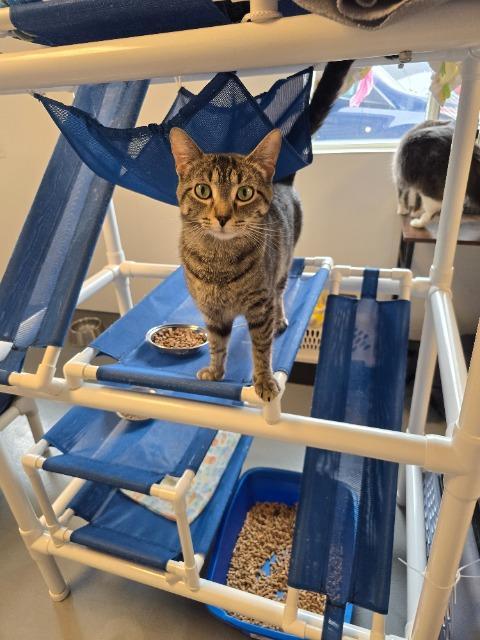 Enlarge Daisy, a Adoptable Calico in Barron, WI image 4/4