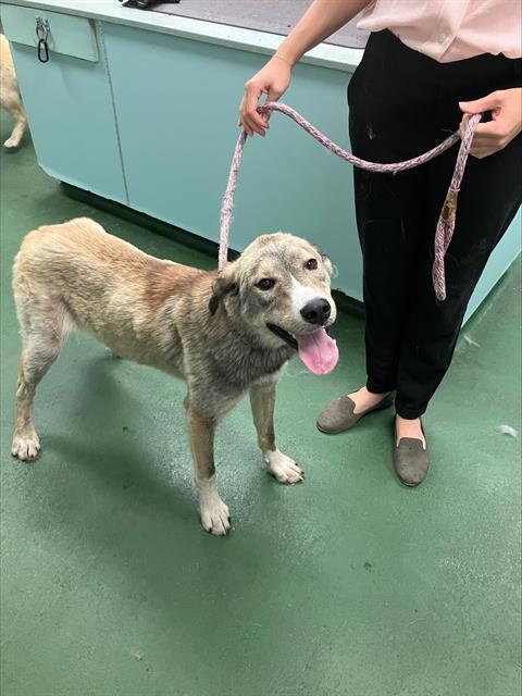 Elmo, Young Male Husky