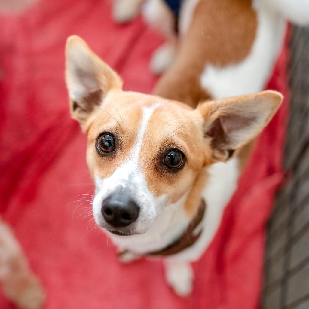 Snickers, Adoptable, Adult Male Chihuahua & Jack Russell Terrier.