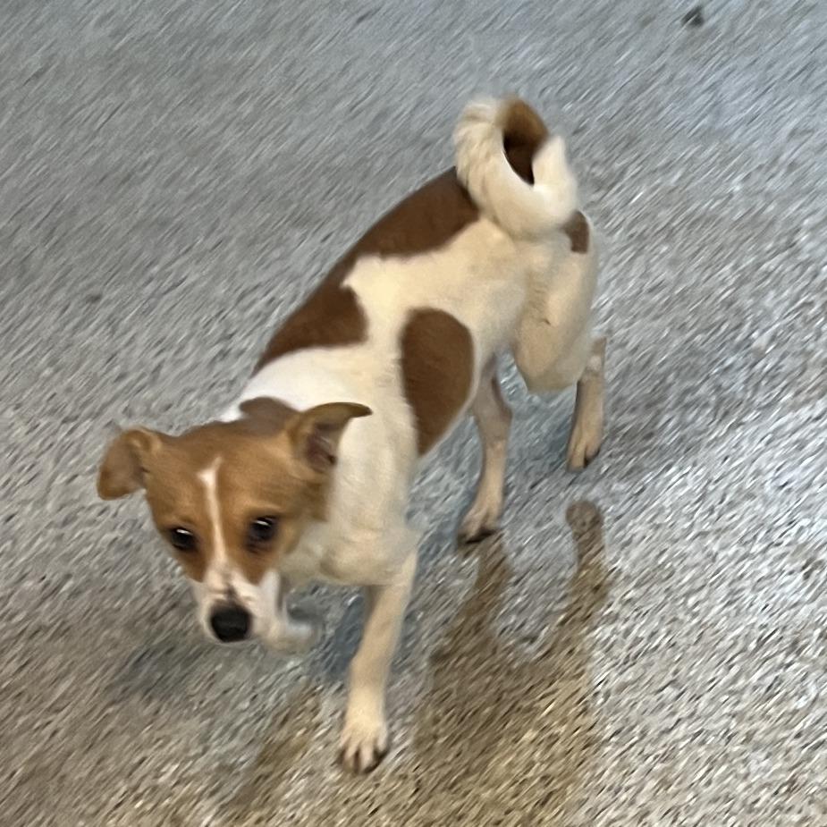 Enlarge Snickers, a Adoptable mixed breed in West Chester, PA image 2/6