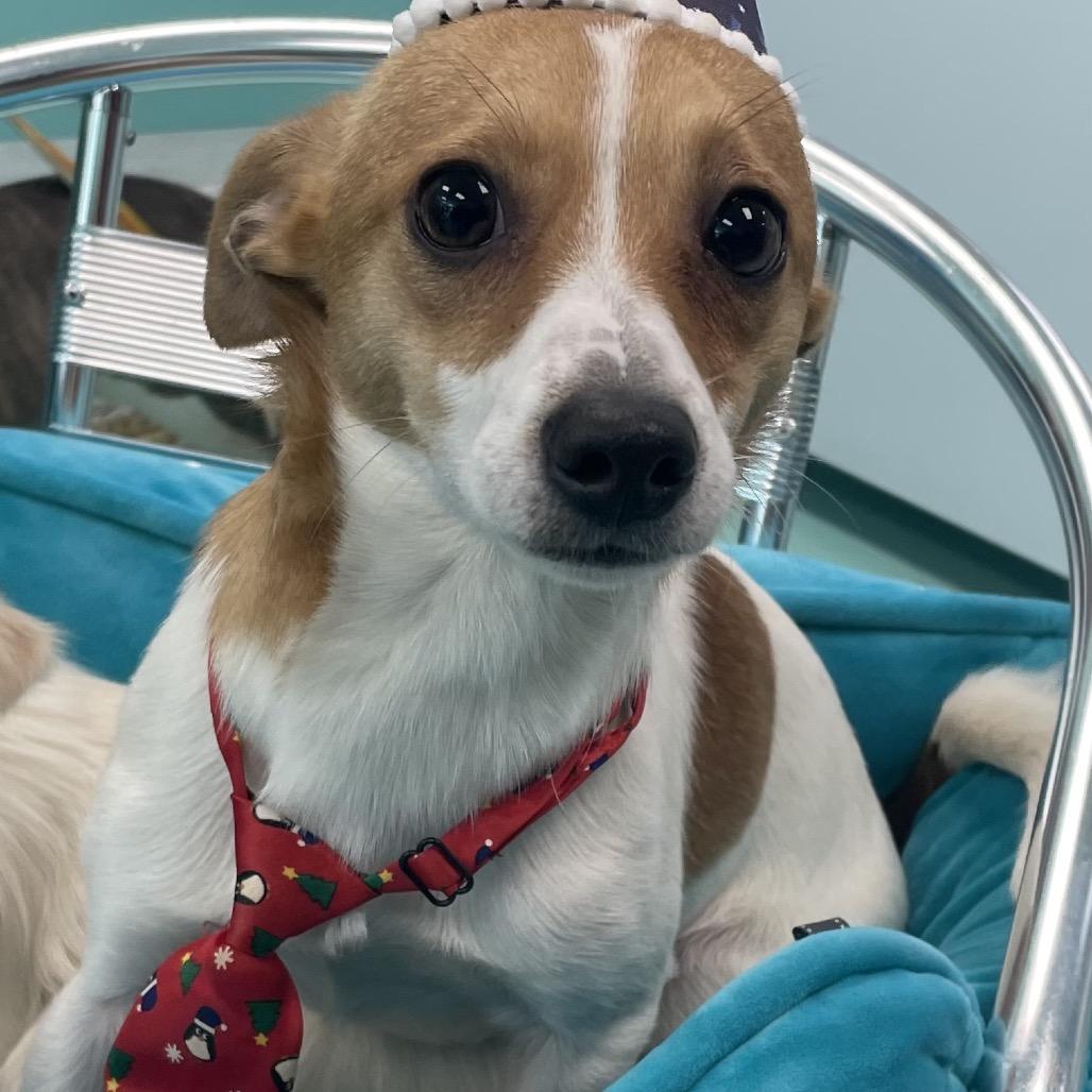 Enlarge Snickers, a Adoptable mixed breed in West Chester, PA image 5/6