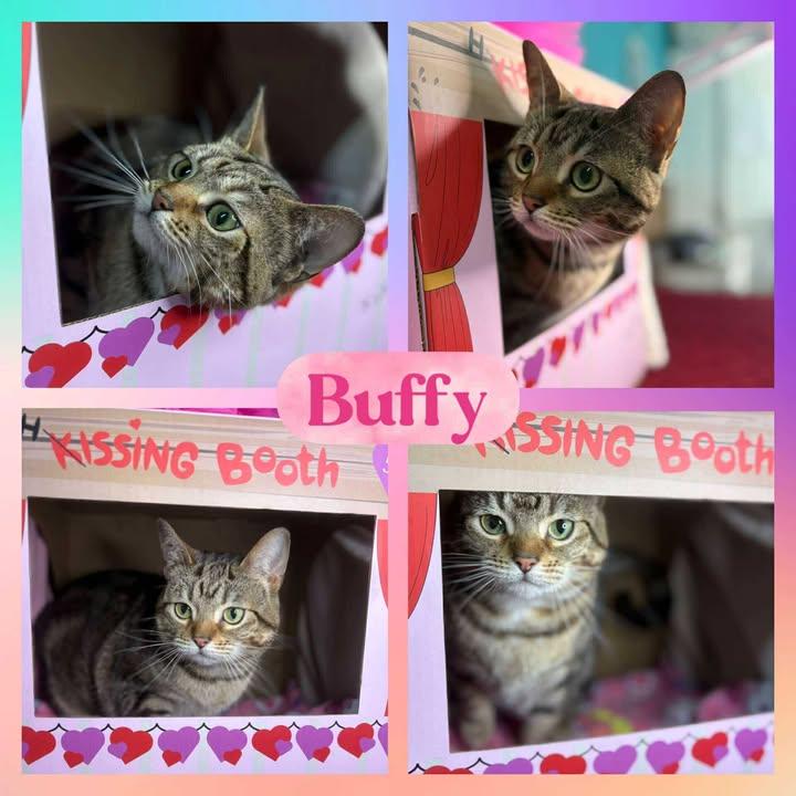 Enlarge Buffy the Catnip Slayer, a Adopted mixed breed in Huntington, WV image 1/1