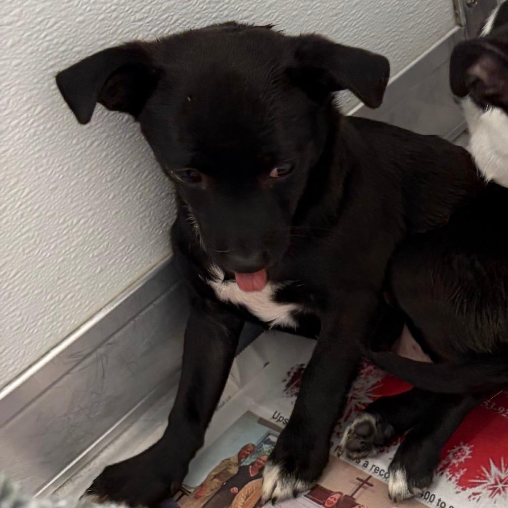 Mochi, Adoptable, Puppy Male Chihuahua & Mixed Breed.