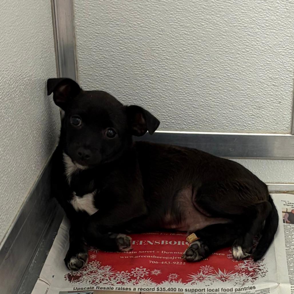 Enlarge Mochi, a Adoptable mixed breed in Greensboro, GA image 2/3