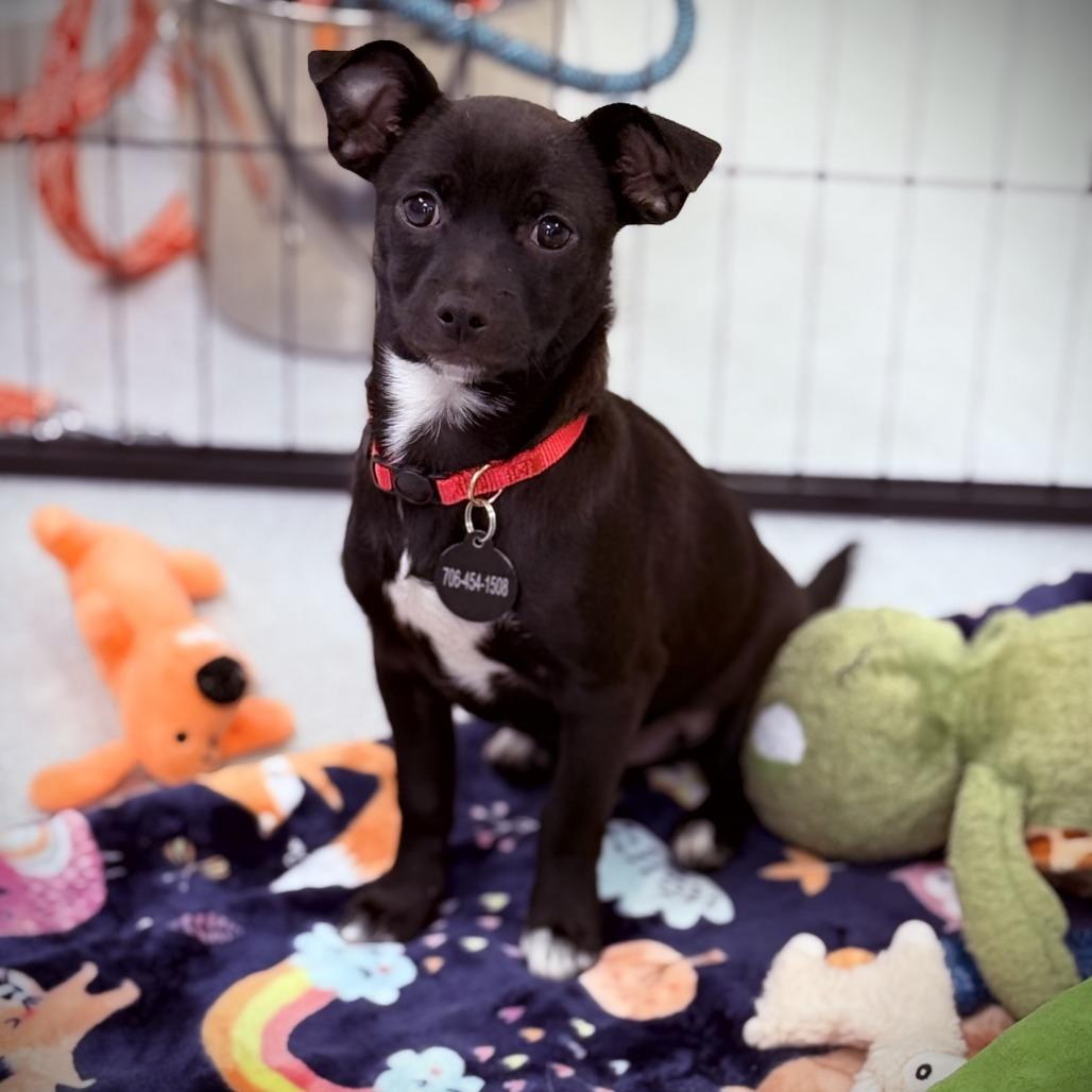 Enlarge Mochi, a Adoptable mixed breed in Greensboro, GA image 3/3