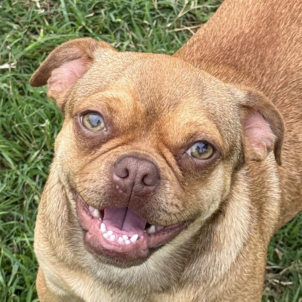 Pugsley, Adoptable, Young Female Pug & Terrier.