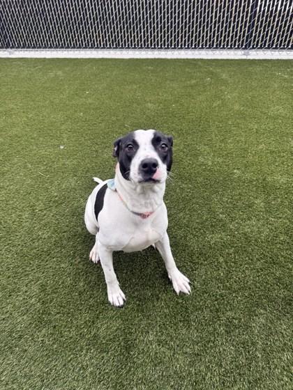 Enlarge Eleven, a Adoptable mixed breed in Lafayette, IN image 1/2