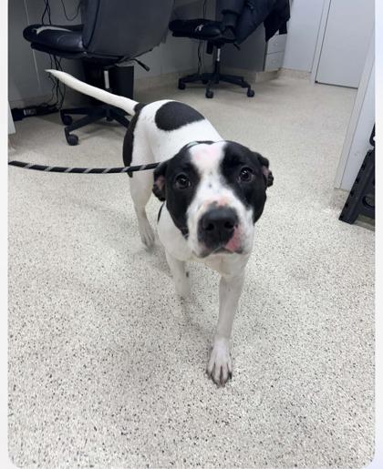 Enlarge Eleven, a Adoptable mixed breed in Lafayette, IN image 2/2