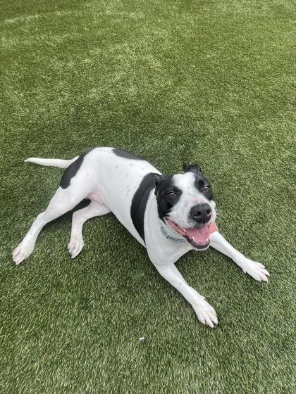 Eleven, Adoptable, Adult Female Mixed Breed & Mixed Breed.