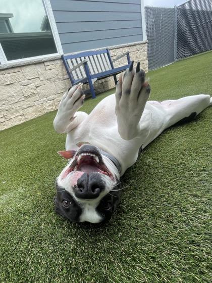 Eleven, a Adoptable mixed breed in Lafayette, IN image 2/3