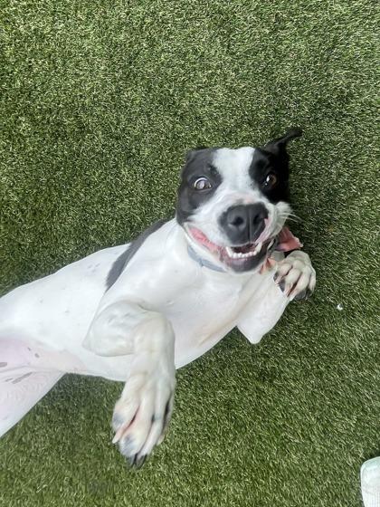 Eleven, a Adoptable mixed breed in Lafayette, IN image 3/3