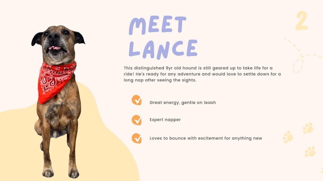 Lance , Adopted, Adult Male Hound.