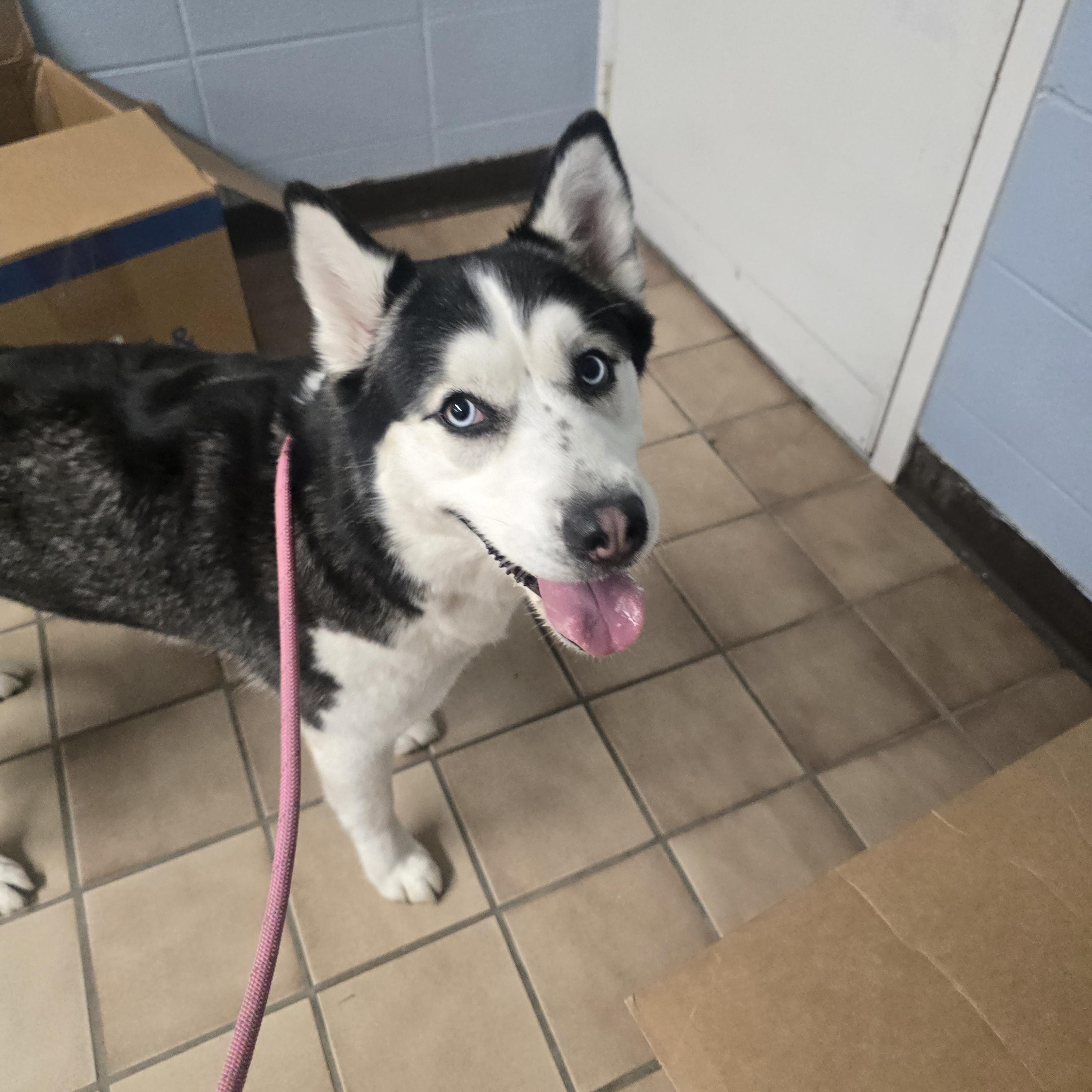 Nova, ADOPTABLE, Young Female Siberian Husky.