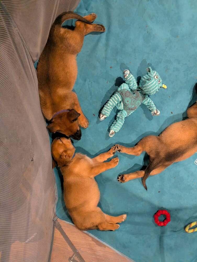 Stormy Skye Litter Talvi - Located in TX (Purple Collar)