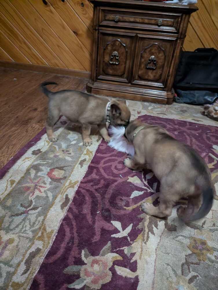 Stormy Skye Litter Talvi - Located in TX (Purple Collar) — thumbnail 2