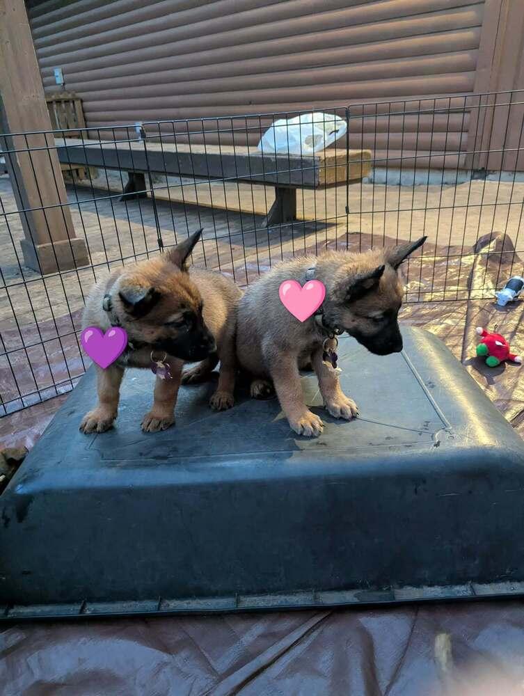 Stormy Skye Litter Talvi - Located in TX (Purple Collar) — thumbnail 3