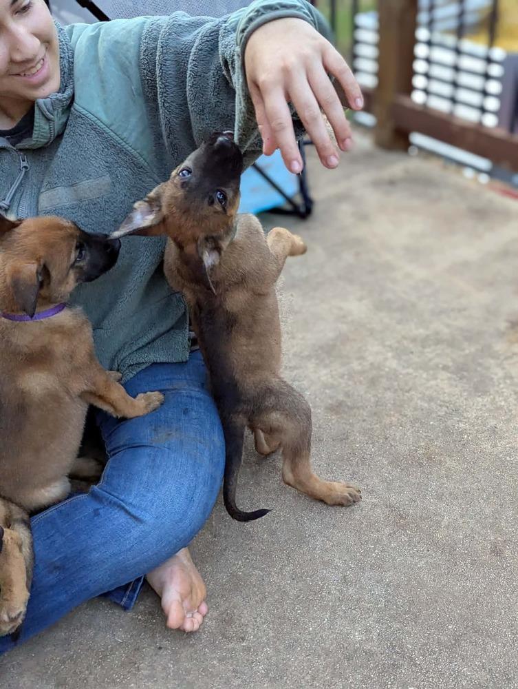 Stormy Skye Litter Talvi - Located in TX (Purple Collar) — thumbnail 5