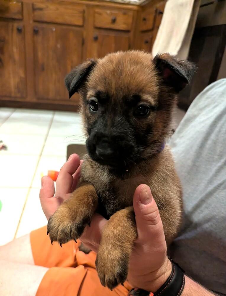 Stormy Skye Litter Talvi - Located in TX (Purple Collar) — thumbnail 6