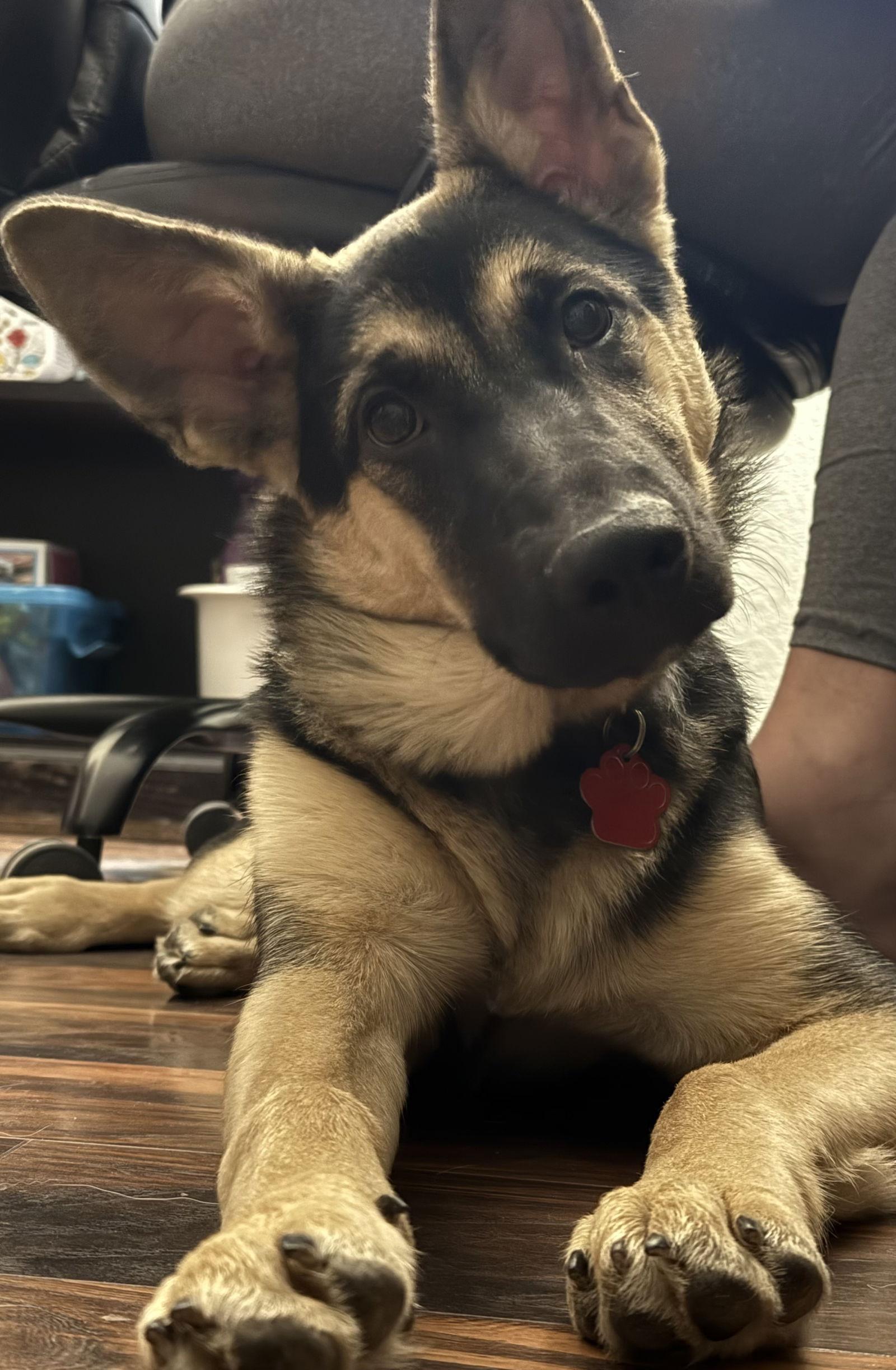 Enlarge Cleopatra, a Adoptable German Shepherd Dog in Lakewood, CO image 1/3