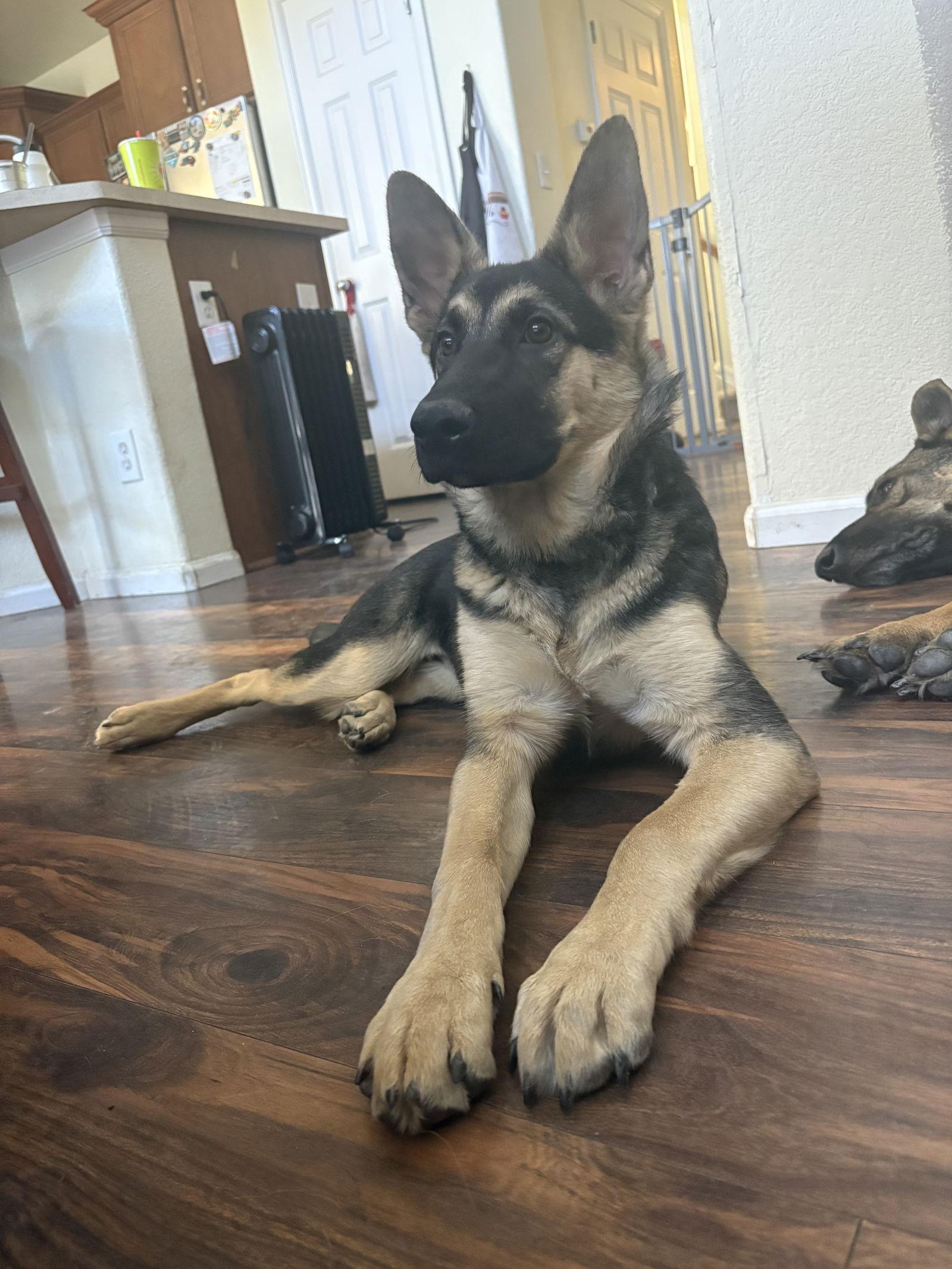 Enlarge Cleopatra, a Adoptable German Shepherd Dog in Lakewood, CO image 2/3