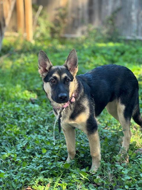 Enlarge Cleopatra, a Adoptable German Shepherd Dog in Lakewood, CO image 3/3