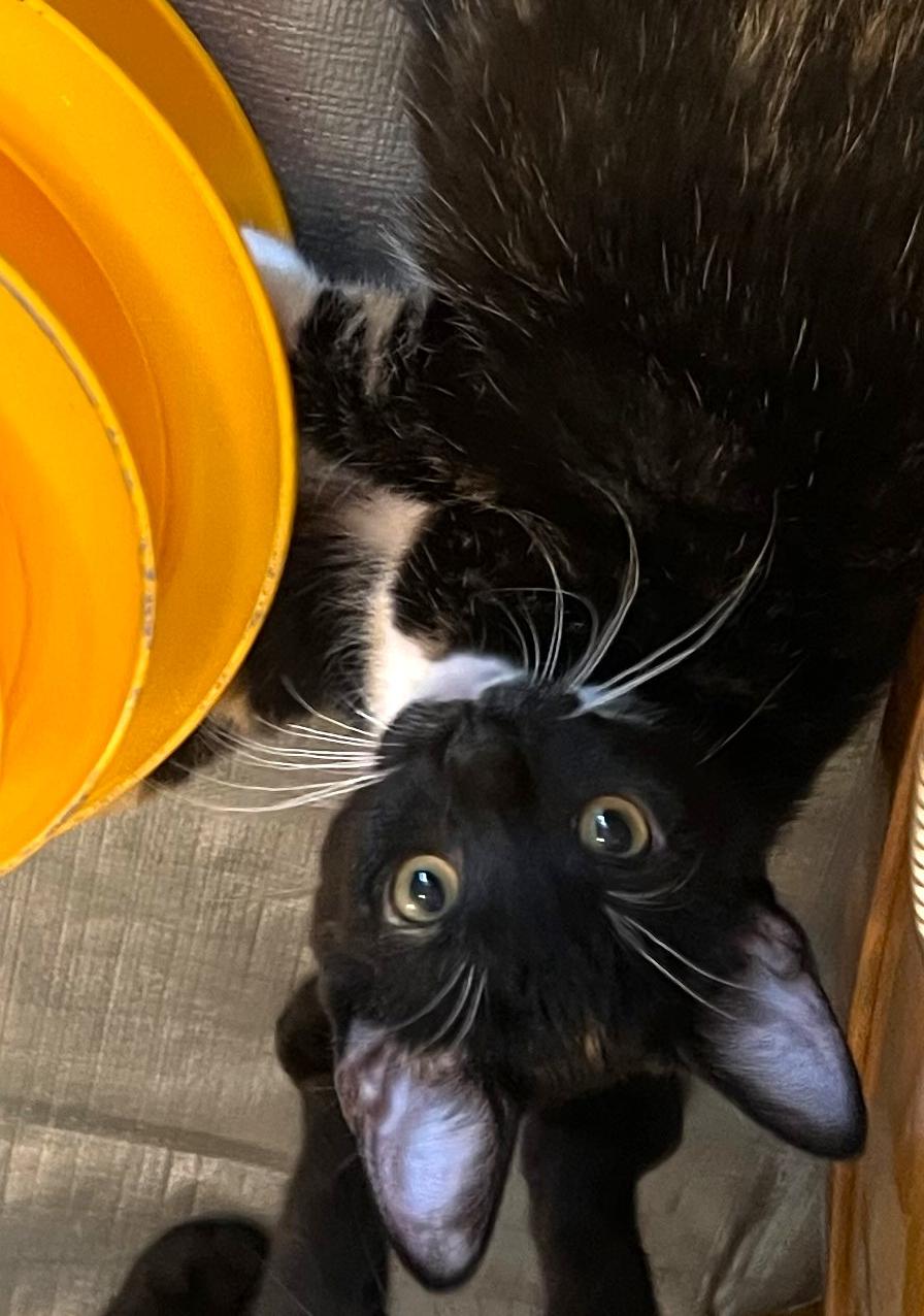 Enlarge Cloud - located at Petsmart NE, a ADOPTABLE Domestic Short Hair in Cedar Rapids, IA image 4/6