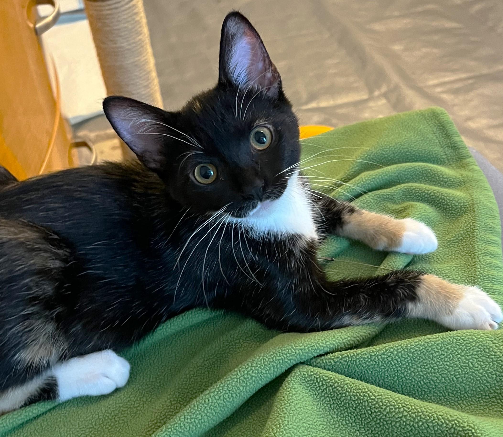 Cloud - located at Petsmart NE, ADOPTABLE, Kitten Female Domestic Short Hair.