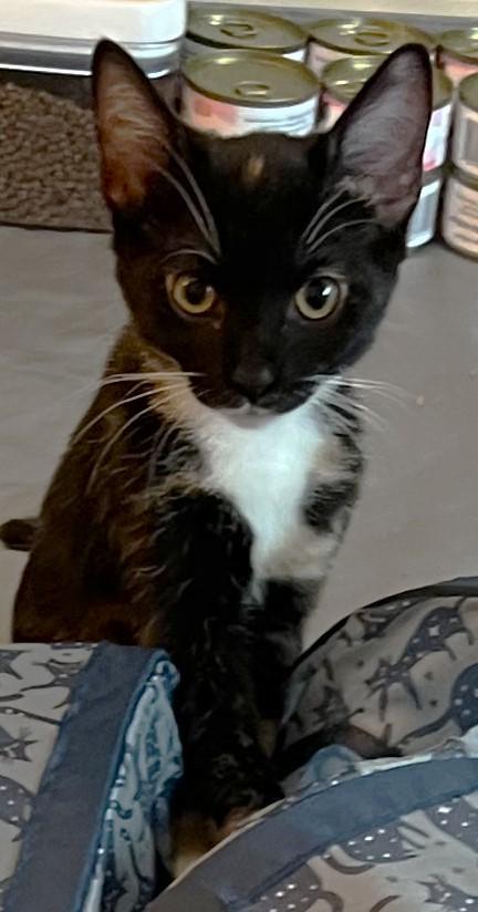Enlarge Cloud - located at Petsmart NE, a ADOPTABLE Domestic Short Hair in Cedar Rapids, IA image 6/6