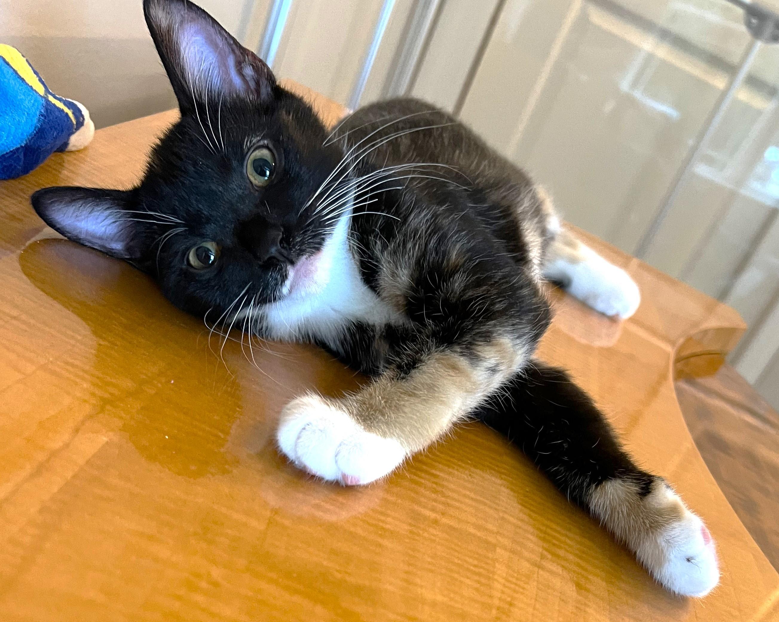 Enlarge Cloud - located at Petsmart NE, a ADOPTABLE Domestic Short Hair in Cedar Rapids, IA image 5/6