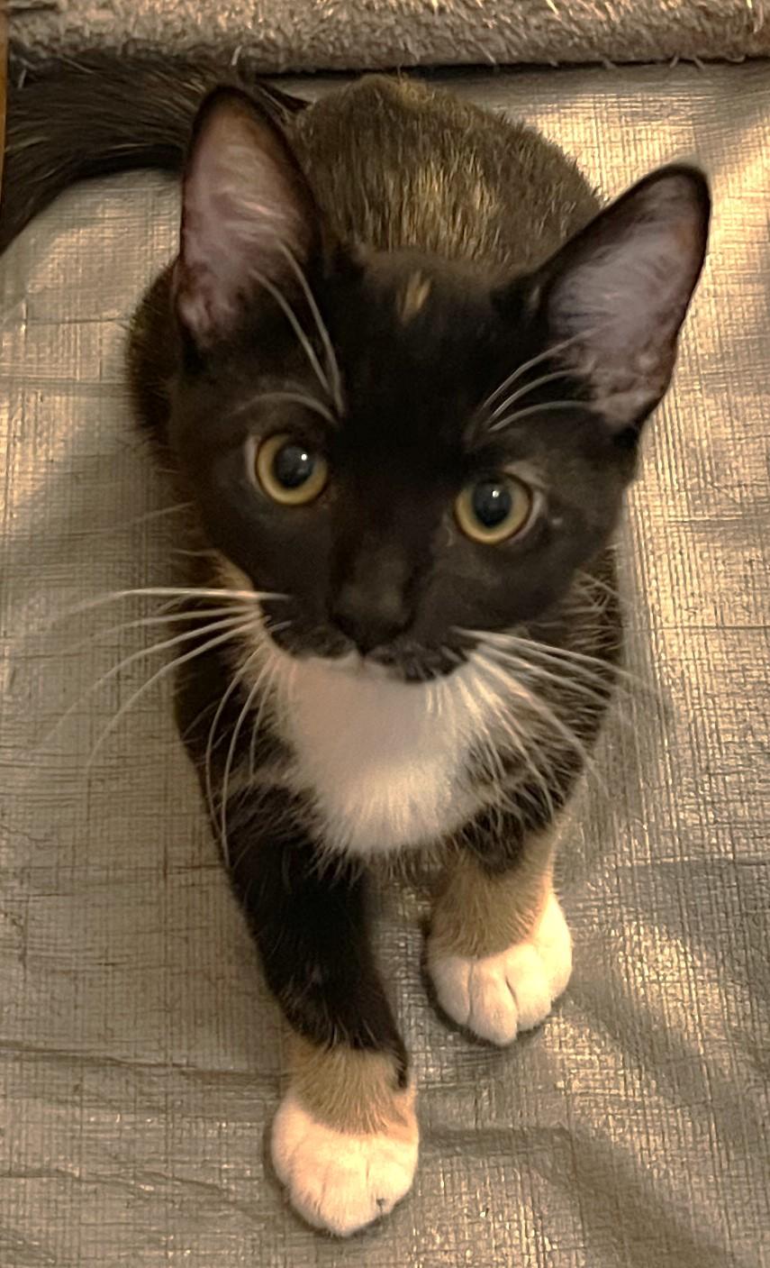 Enlarge Cloud - located at Petsmart NE, a ADOPTABLE Domestic Short Hair in Cedar Rapids, IA image 2/6