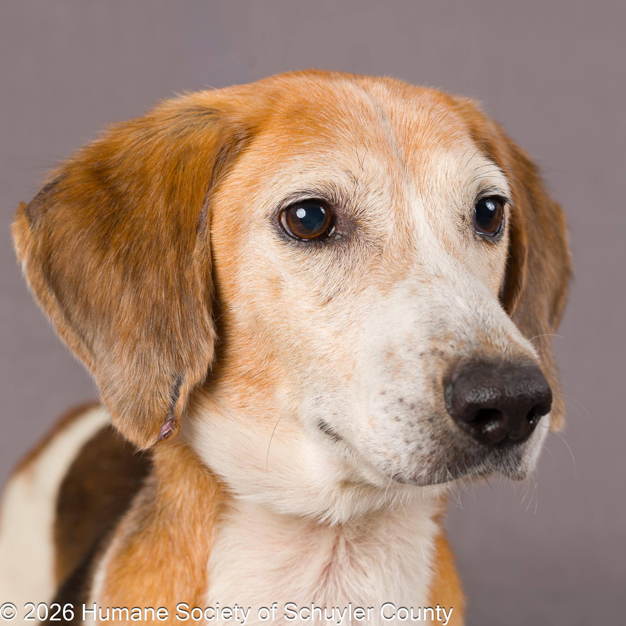 Cash, a ADOPTABLE Hound in Montour Falls, NY image 2/6