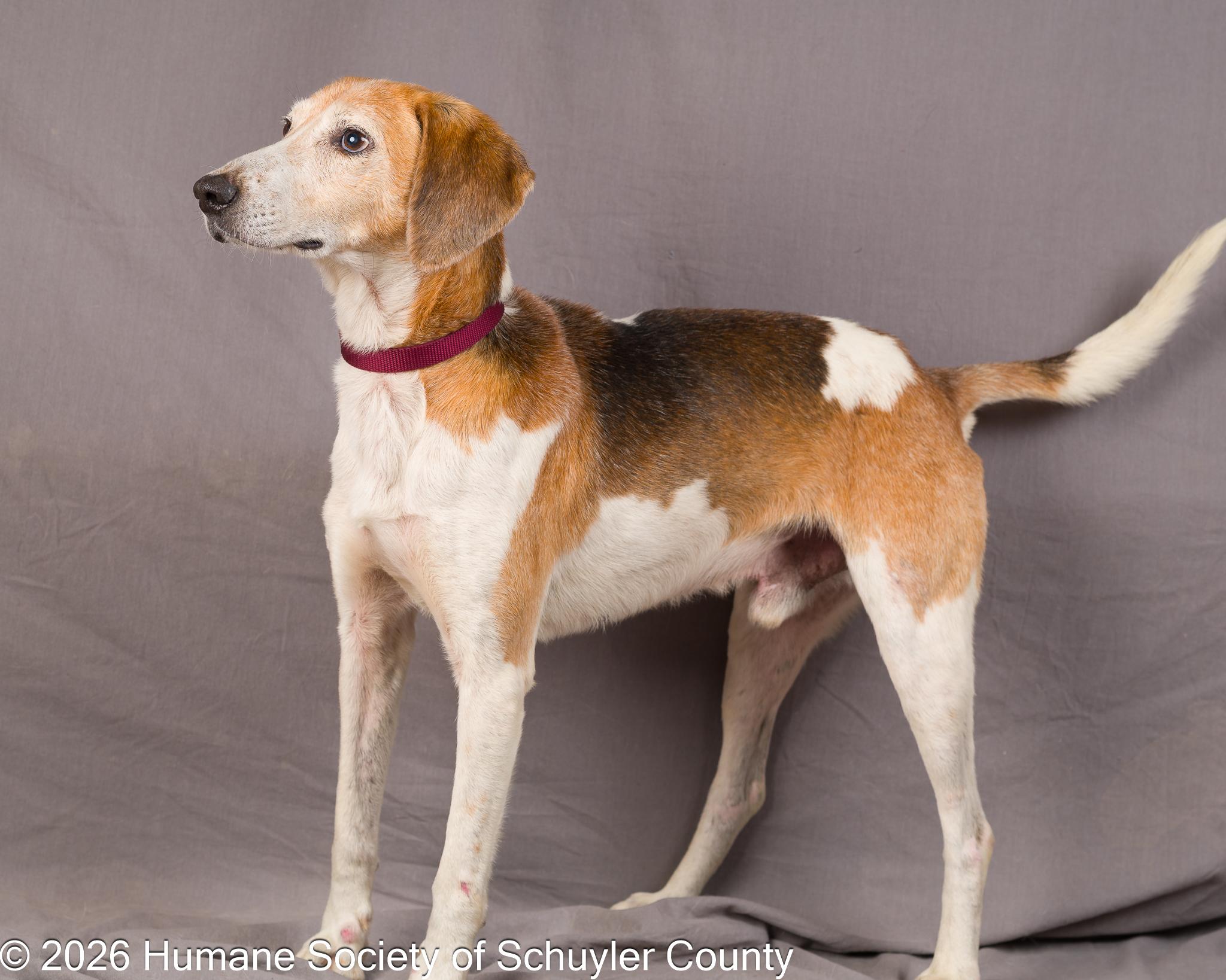 Cash, a ADOPTABLE Hound in Montour Falls, NY image 4/6