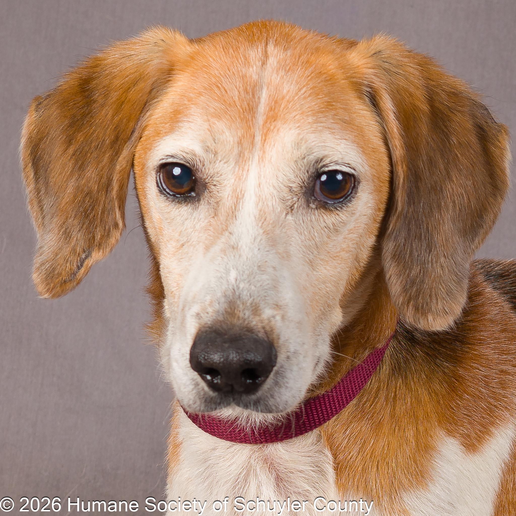 Cash, ADOPTABLE, Adult Male Hound.