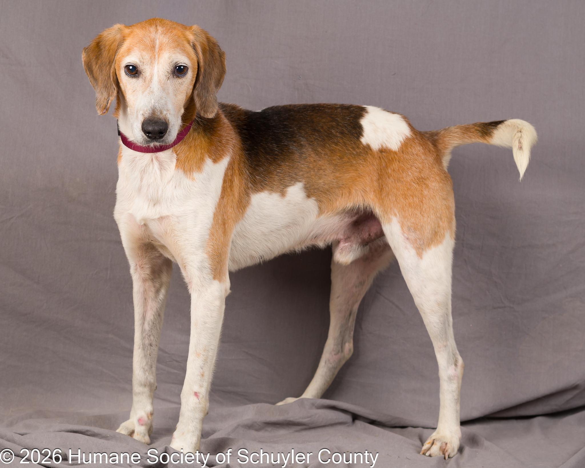 Cash, a ADOPTABLE Hound in Montour Falls, NY image 3/6