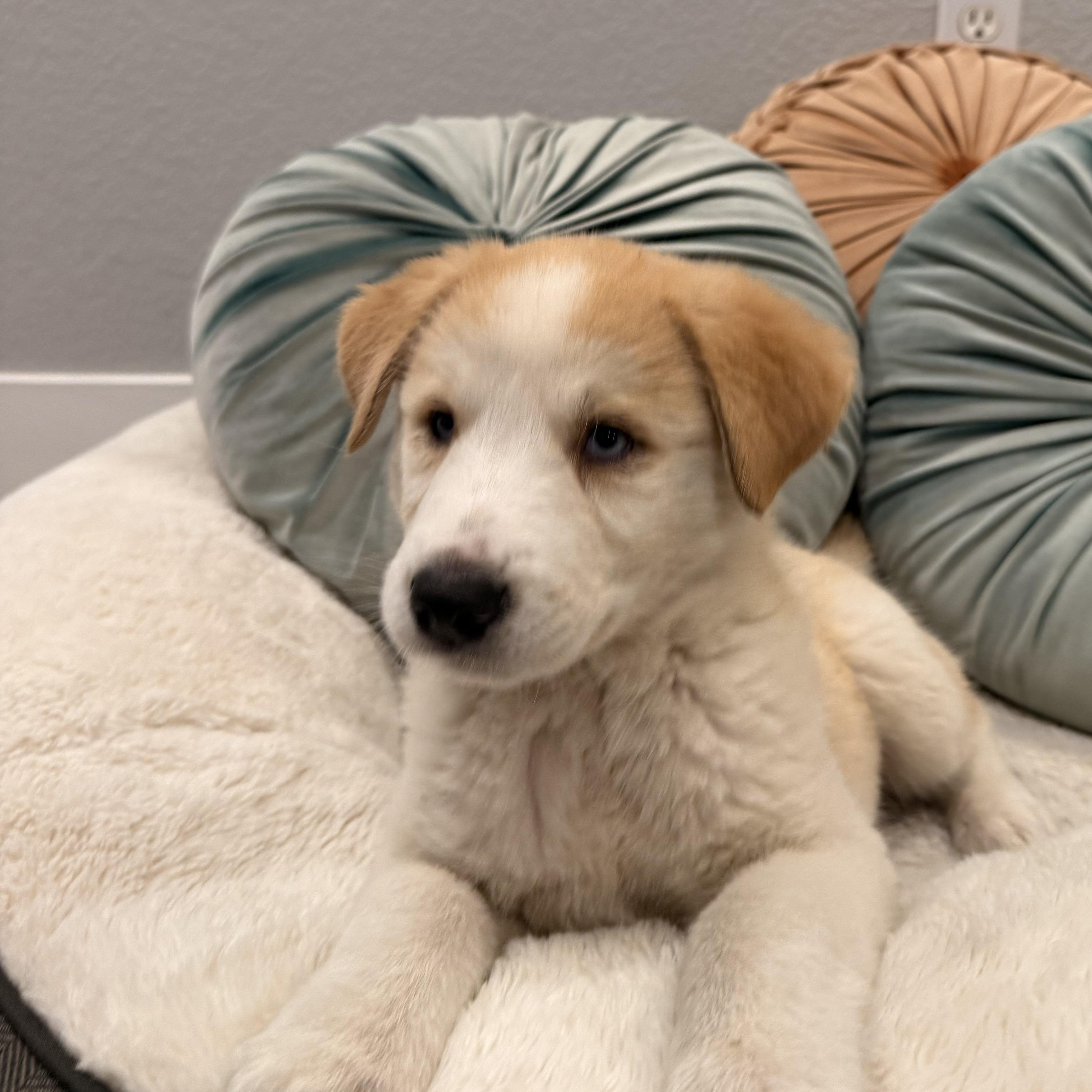 Enlarge Sweet Pea, a Adoptable mixed breed in Henderson, NV image 2/2