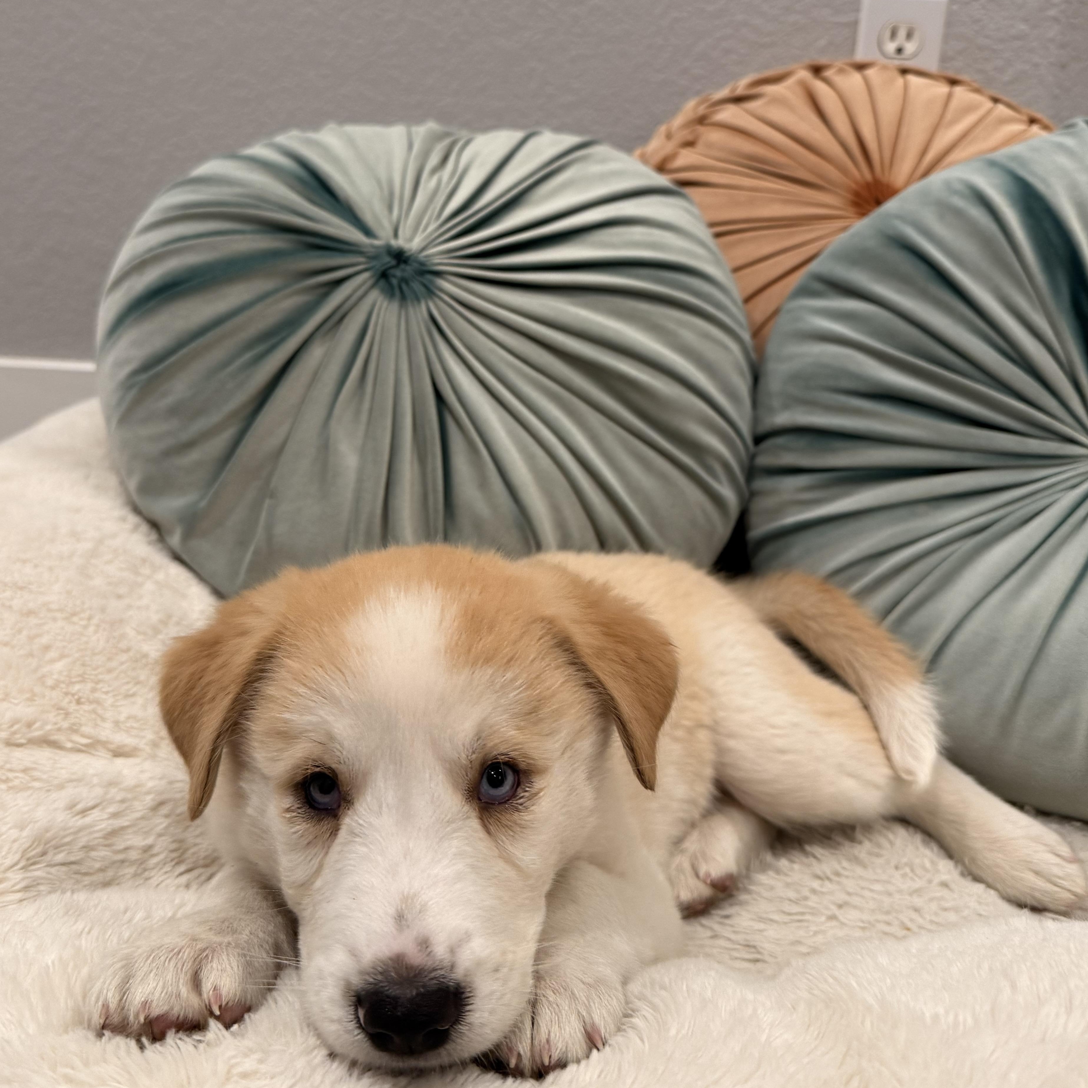 Enlarge Sweet Pea, a Adoptable mixed breed in Henderson, NV image 1/2